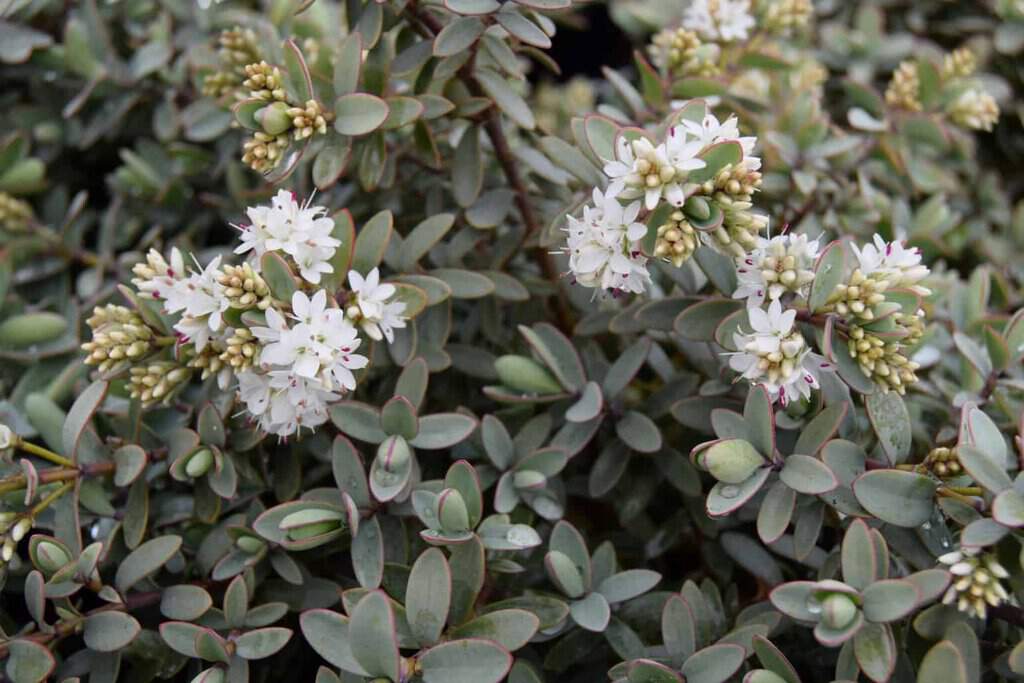 Hebe pinguifolia 'Pagei' ---